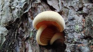 Orangeseitling_Phyllotopsis-nidulans_20250909_111420.jpg