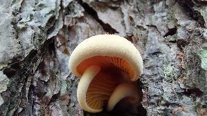 Orangeseitling_Phyllotopsis-nidulans_20250909_111505.jpg