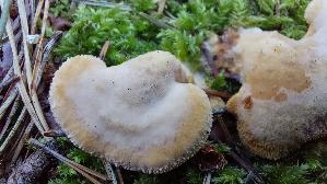 Orangeseitling_Phyllotopsis-nidulans_20260916_102235.jpg