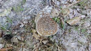 Pantherpilz_Amanita-pantherina_20250810_092109.jpg