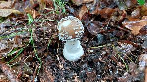 Pantherpilz_Amanita-pantherina_20250926_113843.jpg
