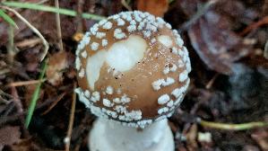 Pantherpilz_Amanita-pantherina_20250926_113916.jpg