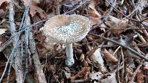 Pantherpilz_Amanita-pantherina_20251011_103331.jpg