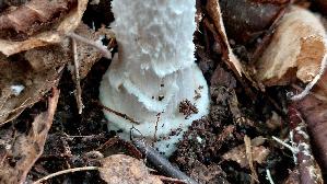 Pantherpilz_Amanita-pantherina_20251011_103339.jpg