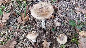 Pantherpilz_Amanita-pantherina_20251015_164234.jpg