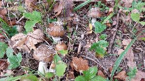 Pantherpilz_Amanita-pantherina_20251015_164302.jpg