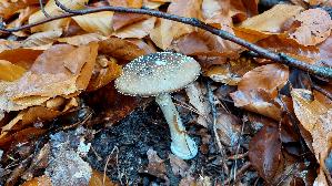 Pantherpilz_Amanita-pantherina_20251109_105854.jpg