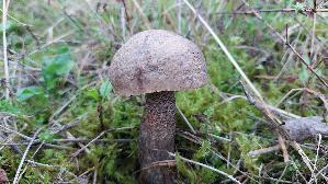 Pappel---Raufuss_Leccinum-duriusculum_20250928_185527.jpg