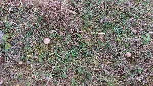 Pappel---Raufuss_Leccinum-duriusculum_20261001_155110.jpg