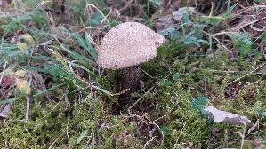 Pappel---Raufuss_Leccinum-duriusculum_20261001_155128.jpg