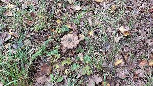 Pappel---Raufuss_Leccinum-duriusculum_20261011_141853.jpg