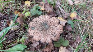 Pappel---Raufuss_Leccinum-duriusculum_20261011_141859.jpg