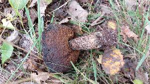 Pappel---Raufuss_Leccinum-duriusculum_20261011_141927.jpg
