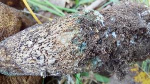 Pappel---Raufuss_Leccinum-duriusculum_20261011_141944.jpg