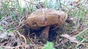Pappel---Raufuss_Leccinum-duriusculum_20261016_162250.jpg