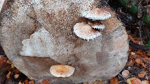 Pappel---Schueppling_Hemipholiota-populnea_20251109_140604.jpg