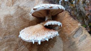 Pappel---Schueppling_Hemipholiota-populnea_20251109_140622.jpg