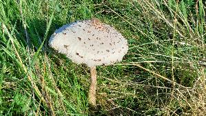 Parasolpilz_Macrolepiota-procera_20250811_175100.jpg