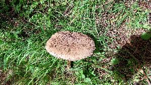 Parasolpilz_Macrolepiota-procera_20250907_101947.jpg