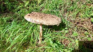 Parasolpilz_Macrolepiota-procera_20250907_101953.jpg