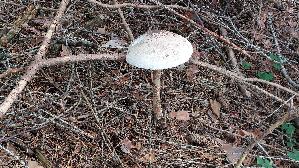 Parasolpilz_Macrolepiota-procera_20250907_105417.jpg