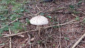 Parasolpilz_Macrolepiota-procera_20250907_120347.jpg
