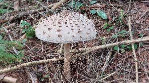 Parasolpilz_Macrolepiota-procera_20250907_120354.jpg