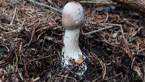 Parasolpilz_Macrolepiota-procera_20250907_120654.jpg
