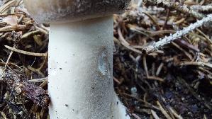 Parasolpilz_Macrolepiota-procera_20250907_120706.jpg