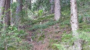Parasolpilz_Macrolepiota-procera_20250907_152333.jpg