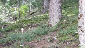 Parasolpilz_Macrolepiota-procera_20250907_152354.jpg