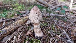 Parasolpilz_Macrolepiota-procera_20250907_154308.jpg
