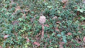 Parasolpilz_Macrolepiota-procera_20250909_105036.jpg
