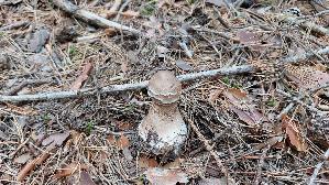 Parasolpilz_Macrolepiota-procera_20250909_105146.jpg