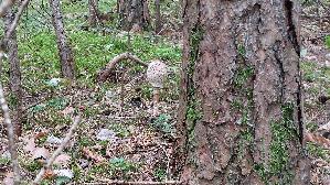 Parasolpilz_Macrolepiota-procera_20250909_121023.jpg