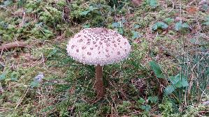 Parasolpilz_Macrolepiota-procera_20250909_124406.jpg