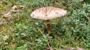 Parasolpilz_Macrolepiota-procera_20250909_124824.jpg