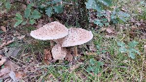 Parasolpilz_Macrolepiota-procera_20250909_141458.jpg