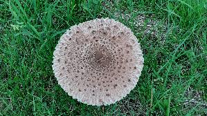 Parasolpilz_Macrolepiota-procera_20250928_184715.jpg