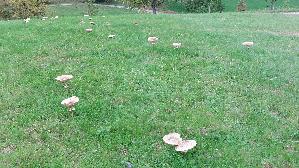 Parasolpilz_Macrolepiota-procera_20250929_150340.jpg