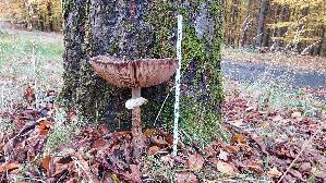 Parasolpilz_Macrolepiota-procera_20251029_132624.jpg