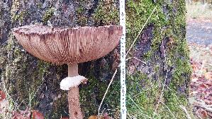Parasolpilz_Macrolepiota-procera_20251029_132638.jpg