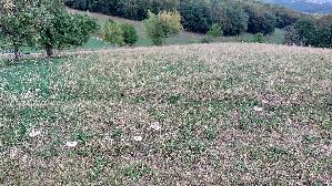 Parasolpilz_Macrolepiota-procera_20260905_111939.jpg