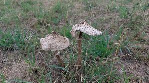 Parasolpilz_Macrolepiota-procera_20260905_112027.jpg
