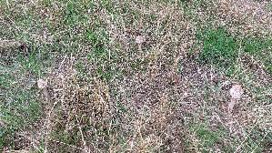 Parasolpilz_Macrolepiota-procera_20260905_112200.jpg
