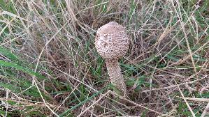 Parasolpilz_Macrolepiota-procera_20260905_112219.jpg