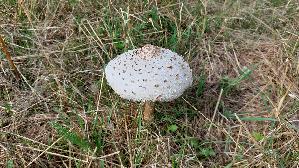 Parasolpilz_Macrolepiota-procera_20260905_112301.jpg
