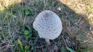 Parasolpilz_Macrolepiota-procera_20260906_110954.jpg