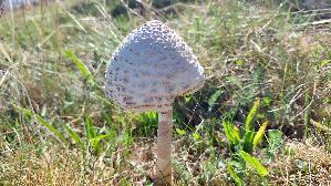 Parasolpilz_Macrolepiota-procera_20260906_111025.jpg