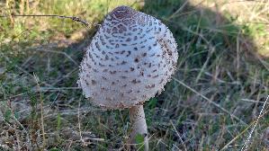 Parasolpilz_Macrolepiota-procera_20260906_111104.jpg